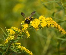 keystone planting of goldenrod with bumblebee