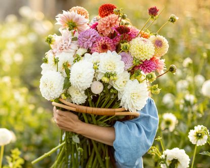 Woman holding large bunch of dahlia flowers from her cutting garden