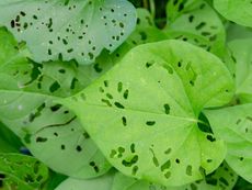 Holes In Leaves From Insect Damage