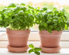 Learning how to grow basil indoors on the windowsill