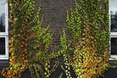 Brick Wall Covered With Vines