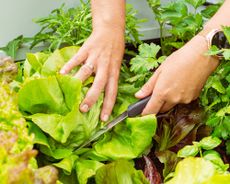 Trimming lettuce leaves and parsley in the kitchen garden