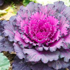 Purple lettuce