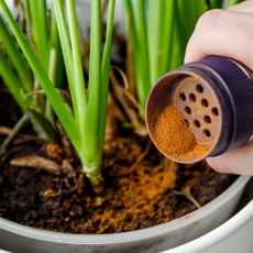 Using Cinnamon on Plants