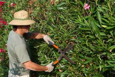 Gardener Pruning Oleander Shrubs