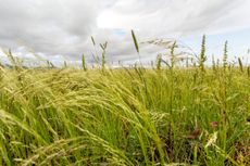 Field Of Teff Grass Cover Crop Plants