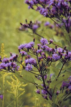 Purple Ironweed Plants
