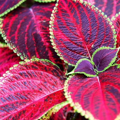 A red and green coleus