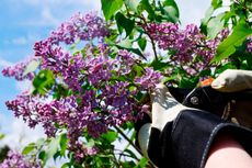 Pruning Of Lilac Bushes