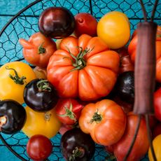 Multi-colored tomatoes in a wire basket