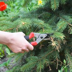 A hand pruning a spruce tree