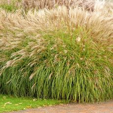 Miscanthus ornamental grass