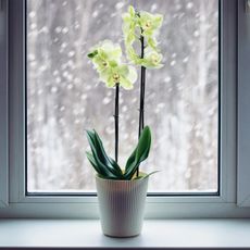An orchid in a snowy window